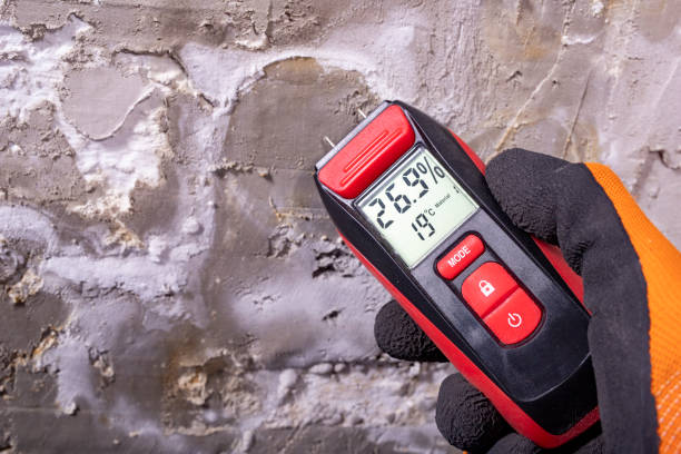 Best Black Mold Remediation in Blue Hills, CT