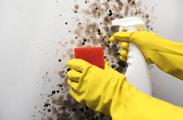 Best Basement Mold Remediation in Blue Hills, CT